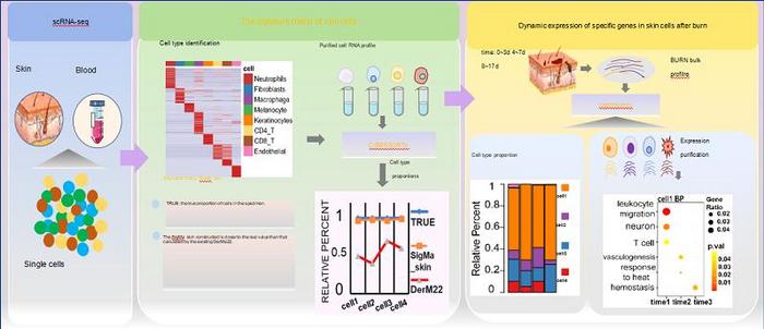 Scientists Develop High-Resolution Method to Analyze Skin Gene Expression Post Burns