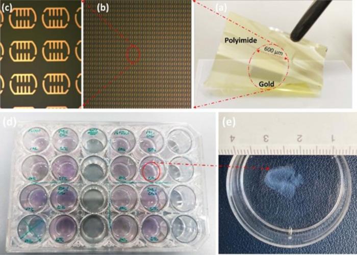 Innovation in Action: Terahertz Biosensor Detects Skin Cancer With  “Exceptional” Sensitivity - The Dermatology Digest